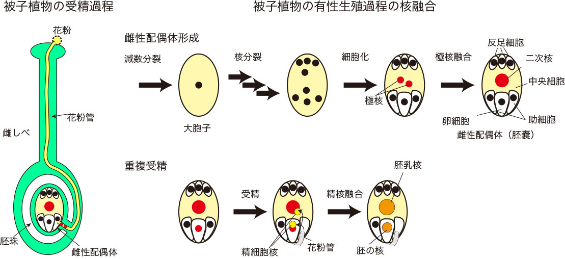 被子植物の受精と核融合過程