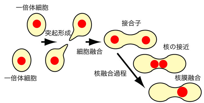 出芽酵母の接合過程